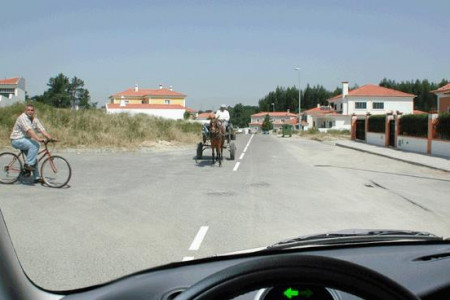 O condutor do veículo de tracção animal: